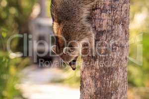 Raccoon Procyon lotor forages for food