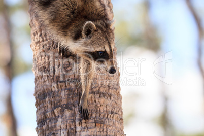 Raccoon Procyon lotor forages for food