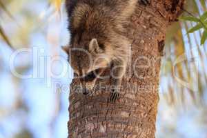 Raccoon Procyon lotor forages for food