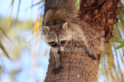 Raccoon Procyon lotor forages for food