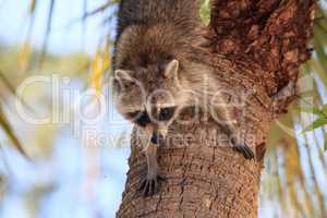 Raccoon Procyon lotor forages for food