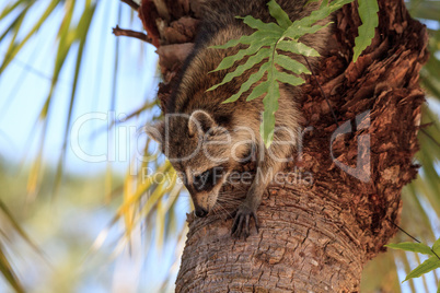 Raccoon Procyon lotor forages for food