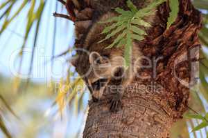 Raccoon Procyon lotor forages for food