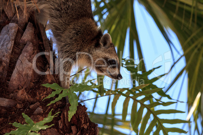 Raccoon Procyon lotor forages for food