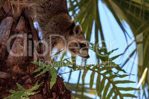 Raccoon Procyon lotor forages for food