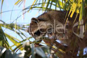 Raccoon Procyon lotor forages for food