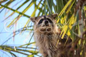 Raccoon Procyon lotor forages for food