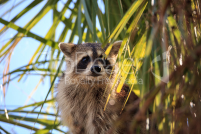 Raccoon Procyon lotor forages for food