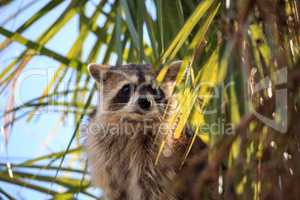 Raccoon Procyon lotor forages for food