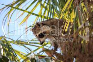 Raccoon Procyon lotor forages for food