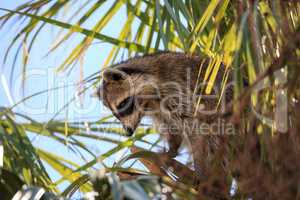 Raccoon Procyon lotor forages for food