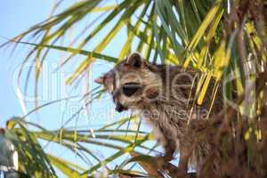 Raccoon Procyon lotor forages for food