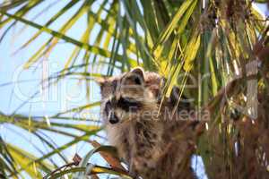 Raccoon Procyon lotor forages for food