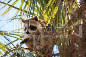 Raccoon Procyon lotor forages for food