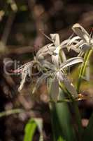 White Swamp lily flower Crinum americanum