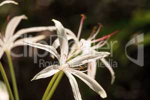 White Swamp lily flower Crinum americanum
