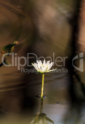 White water lily Nymphaea blooms