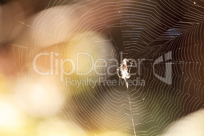 Black and Yellow Argiope spider Argiope aurantia