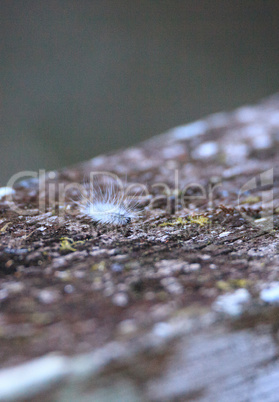 Fuzzy white caterpillar Virginian Tiger Moth Spilosoma virginica