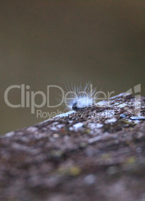 Fuzzy white caterpillar Virginian Tiger Moth Spilosoma virginica