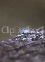 Fuzzy white caterpillar Virginian Tiger Moth Spilosoma virginica