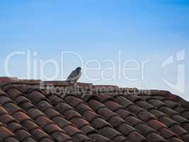 domestic pigeon bird animal