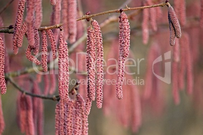 Blüten der roten Haselnuss