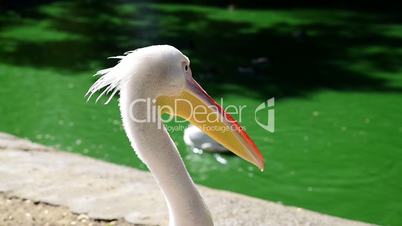 large white pelican on a pond