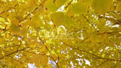 Yellow foliage on trees. Backgro nd sky.
