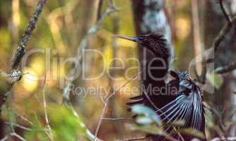 Female Anhinga bird called Anhinga anhinga