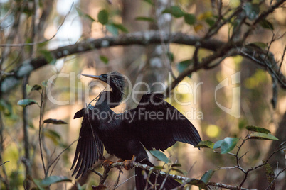 Female Anhinga bird called Anhinga anhinga