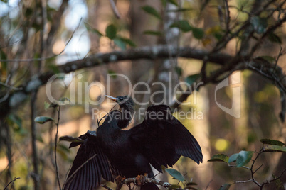 Female Anhinga bird called Anhinga anhinga