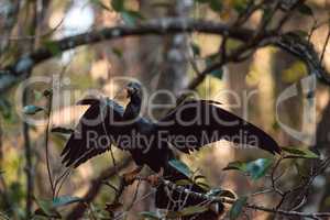 Female Anhinga bird called Anhinga anhinga