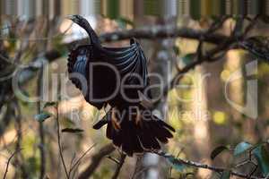 Female Anhinga bird called Anhinga anhinga