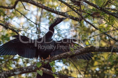 Female Anhinga bird called Anhinga anhinga