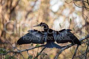 Female Anhinga bird called Anhinga anhinga