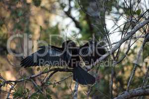 Female Anhinga bird called Anhinga anhinga