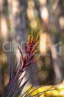 Bromeliad Tillandsia flowers bloom on the side of a cypress tree