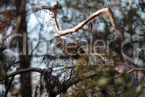 Limpkin wading bird Aramus guarauna in the Corkscrew Swamp Sanct