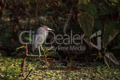 Little blue heron bird Egretta caerulea