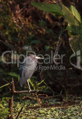 Little blue heron bird Egretta caerulea