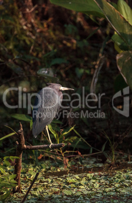 Little blue heron bird Egretta caerulea