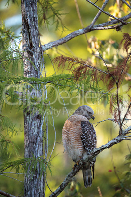 Red shouldered Hawk Buteo lineatus hunts for prey