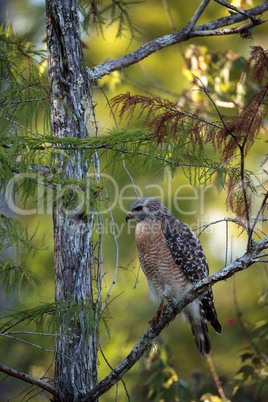 Red shouldered Hawk Buteo lineatus hunts for prey