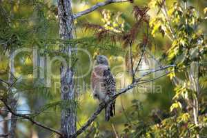 Red shouldered Hawk Buteo lineatus hunts for prey