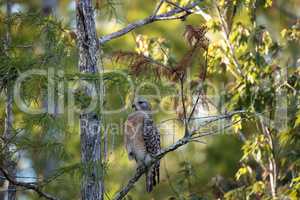 Red shouldered Hawk Buteo lineatus hunts for prey