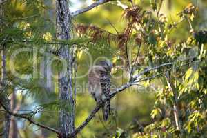 Red shouldered Hawk Buteo lineatus hunts for prey