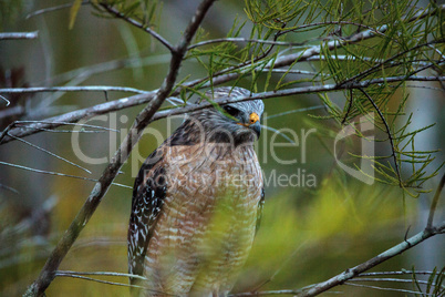 Red shouldered Hawk Buteo lineatus hunts for prey