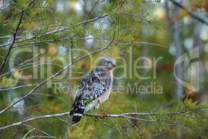 Red shouldered Hawk Buteo lineatus hunts for prey