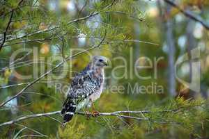 Red shouldered Hawk Buteo lineatus hunts for prey